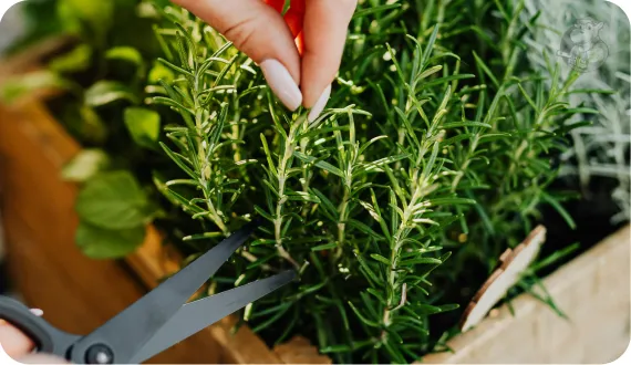 kobieta obcinająca świeże gałązki rozmarynu w kuchni